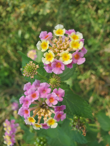 Park «Cottage Grove Park», reviews and photos, 2100 Arabelle St, Houston, TX 77007, USA