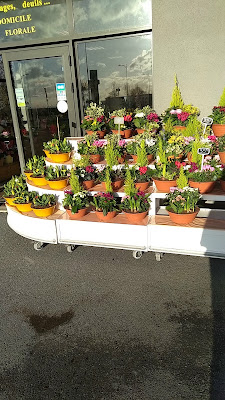 FLORAISON à Witry-lès-Reims