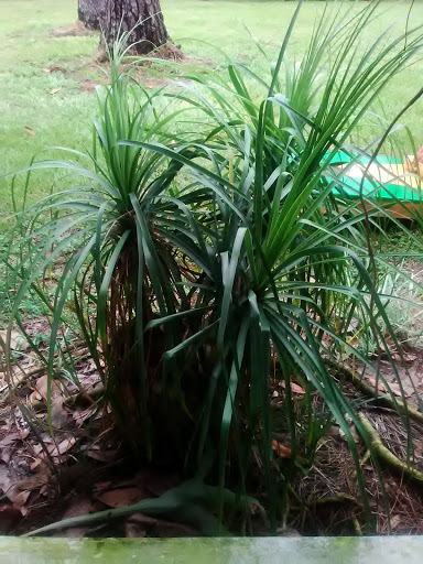 Golf Club «Palm Valley Golf Club», reviews and photos, 1075 Palm Valley Rd, Ponte Vedra Beach, FL 32081, USA