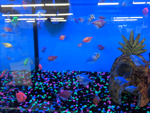 Pet Supply Store «Pet Supplies Plus», reviews and photos, 1240 Seminole Trail, Charlottesville, VA 22901, USA