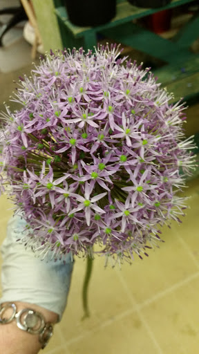 Florist «Bloomingdale Florist», reviews and photos, 827 E Bloomingdale Ave, Brandon, FL 33511, USA