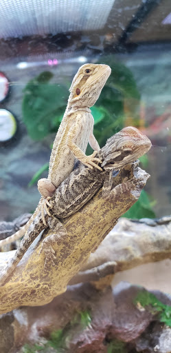 Pet Supply Store «Petco Animal Supplies», reviews and photos, 1401 E Spring Valley Rd, Richardson, TX 75081, USA