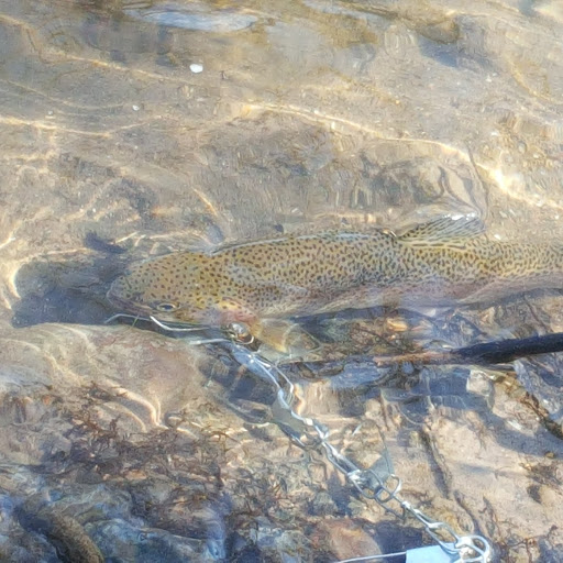 Fishing Store «Susquehanna Fishing Tackle», reviews and photos, 3992 Locust Grove Rd, Columbia, PA 17512, USA