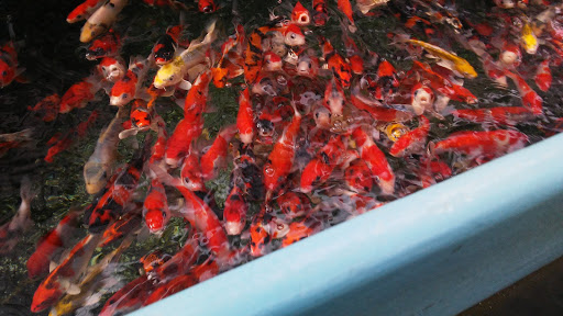 Pet Supply Store «Concord Feed Pet & Livestock Supplies», reviews and photos, 228 Hookston Rd, Pleasant Hill, CA 94523, USA