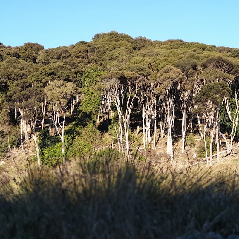 Hereweka-Harbour Cone Track