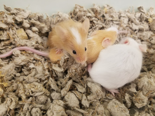 Pet Supply Store «Petco Animal Supplies», reviews and photos, 205 Ken Pratt Blvd #280, Longmont, CO 80501, USA