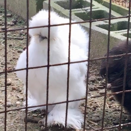 Museum «Delaware Agricultural Museum», reviews and photos, 866 N Dupont Hwy, Dover, DE 19901, USA