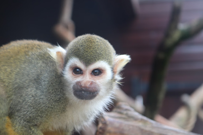 Monkey Haven - Primate Rescue Centre - Newport