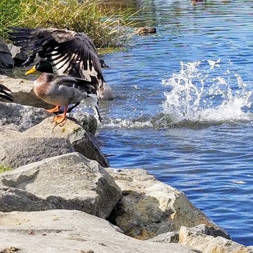 Park «Commonwealth Lake Park», reviews and photos, SW Butner Rd & SW Huntington Ave, Cedar Hills, OR 97225, USA