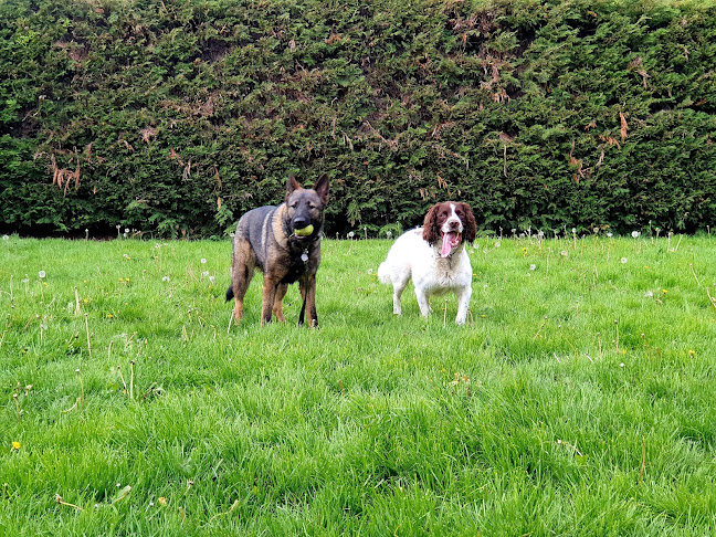 Reviews of Dynamic Dog Training & Behaviour in Gloucester - Dog trainer
