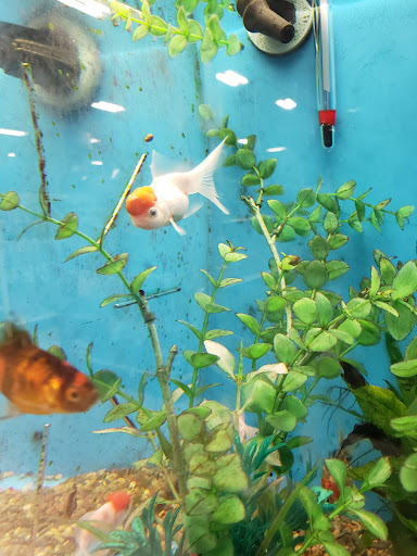 Pet Supply Store «PetSmart», reviews and photos, 10460 Town Center Dr, Westminster, CO 80021, USA