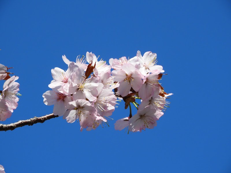 千歳向陽台桜並木