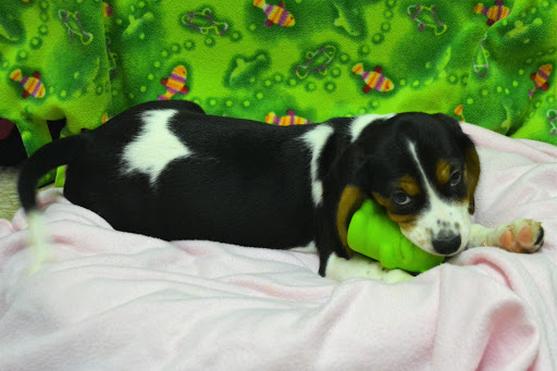 Pet Store «The Dog House», reviews and photos, 120 Hale Rd #1, Manchester, CT 06042, USA