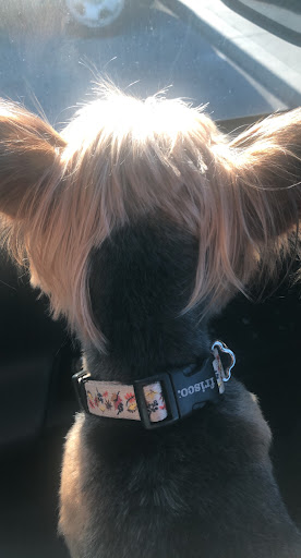 Pet Supply Store «Petco Animal Supplies», reviews and photos, 3055 Columbia Blvd #117, Titusville, FL 32780, USA