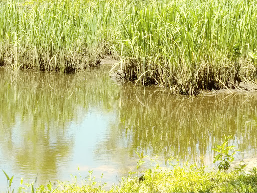 Botanical Garden «Brookgreen Gardens», reviews and photos, 1931 Brookgreen Garden Dr, Murrells Inlet, SC 29576, USA