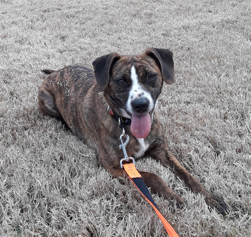 Animal Protection Organization «Greenville Humane Society», reviews and photos