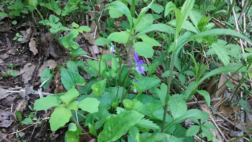 Nature Preserve «Gummere Woods And Marsters Preserve Trail», reviews and photos, 4 Wheeler Rd, North Grafton, MA 01536, USA