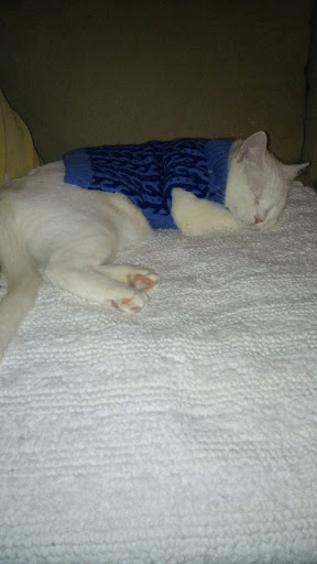 Pet Supply Store «Modern Pet», reviews and photos, 212-77 26th Ave, Bayside, NY 11360, USA