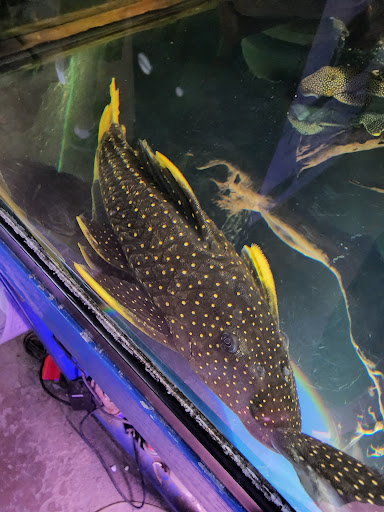 Aquarium Shop «Total Fish & Pets», reviews and photos, 137 Valley Blvd, Alhambra, CA 91801, USA