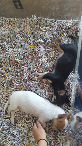 Pet Store «V.I. Pets», reviews and photos, 11975 E Lakewood Blvd, Holland, MI 49424, USA