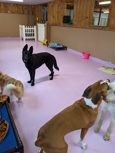 Pampered Pooch Canine Enrichment Center