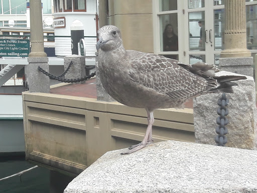 Museum «Boston Tea Party Ships & Museum», reviews and photos, 306 Congress St, Boston, MA 02210, USA