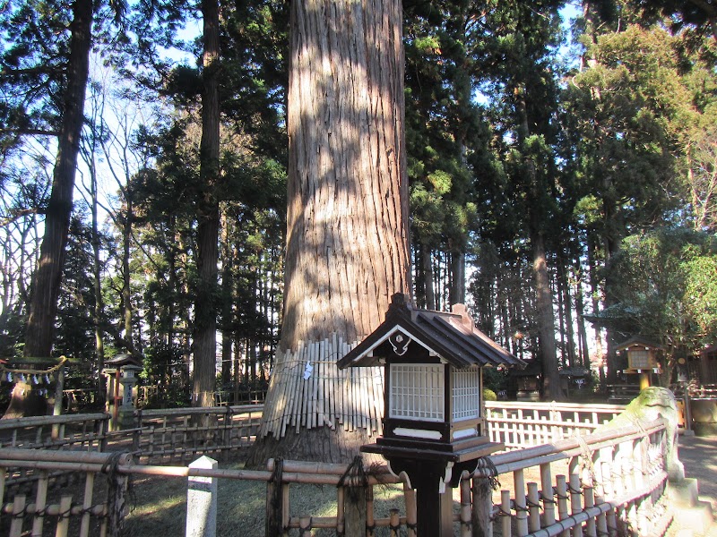 日高神社の姥杉