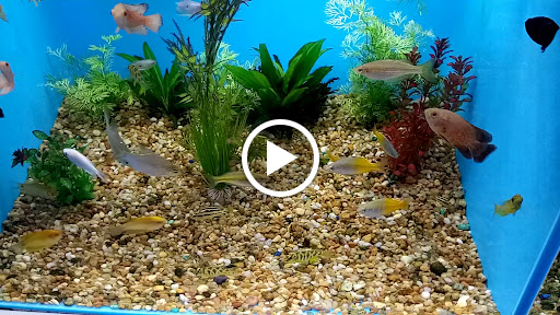 Pet Supply Store «Pet Supermarket», reviews and photos, 5805 State Bridge Rd, Duluth, GA 30097, USA