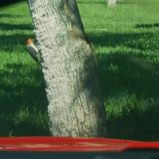 Park «Edgewater Park», reviews and photos, 51 Main St, Dunedin, FL 34698, USA