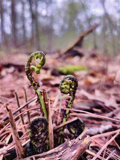 Glover Park Hiking Trails