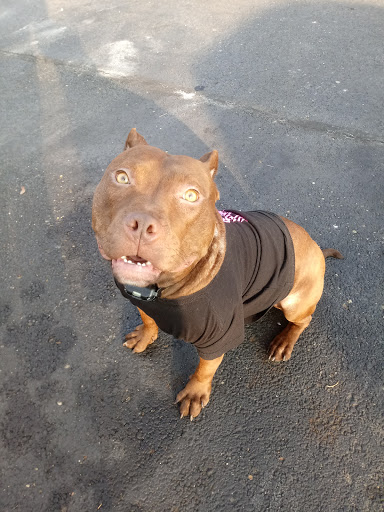 Pet Supply Store «Pet Supplies Plus», reviews and photos, 1262 OH-303, Streetsboro, OH 44241, USA