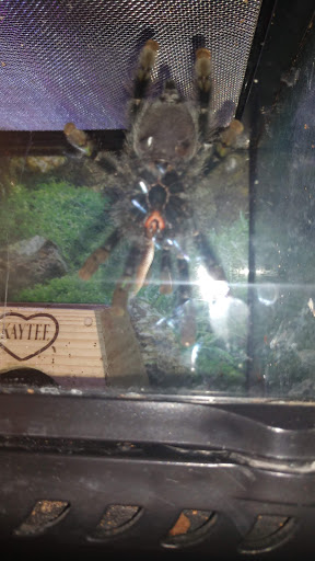 Pet Store «Petland Las Vegas», reviews and photos, 8800 W Charleston Blvd #3, Las Vegas, NV 89145, USA