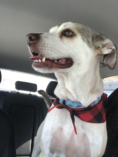 Pet Groomer «Pretty Paws Salon & Spa», reviews and photos, 604 S 77 Sunshine Strip, Harlingen, TX 78550, USA