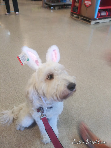 Pet Supply Store «PetSmart», reviews and photos, 6348 Foothill Blvd, Tujunga, CA 91042, USA