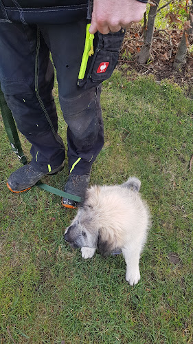 Rezensionen über Euregio Hundezentrum - (Monika Saus) in Eschweiler in Genf - Hundeschule