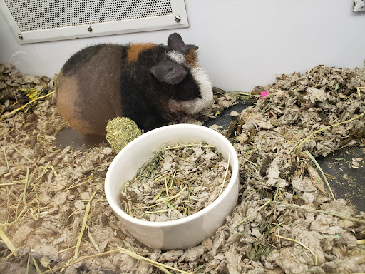 Pet Supply Store «Petco Animal Supplies», reviews and photos, 1150 Concord Ave #160, Concord, CA 94520, USA