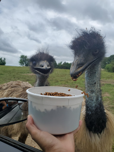 Zoo «Tupelo Buffalo Park & Zoo», reviews and photos, 2272 Coley Rd, Tupelo, MS 38801, USA