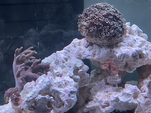 Tropical Fish Store «Aquarium Concepts», reviews and photos, 2110 E 70th St, Shreveport, LA 71105, USA