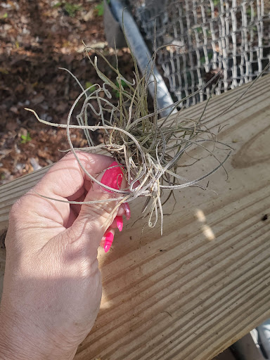 Park «Big Tree Park», reviews and photos, 761 General Hutchison Pkwy, Longwood, FL 32750, USA