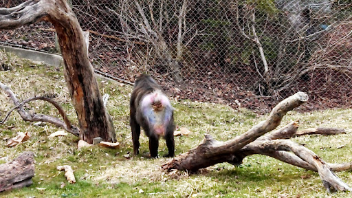 Golf Club «Safari Golf Club», reviews and photos, 4850 W Powell Rd, Powell, OH 43065, USA