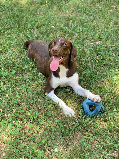 Pet Boarding Service «About Pets Center», reviews and photos, 1604 Conehurst Blvd, Salem, VA 24153, USA