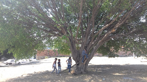 Parque Central Misión Del Bosque