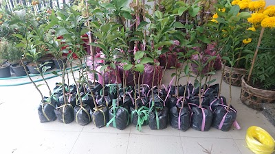 Photos of Green Market