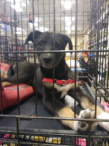 Pet Supply Store «PetSmart», reviews and photos, 145 Promenade Blvd, Bridgewater, NJ 08807, USA