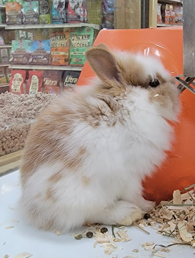 Pet Supply Store «Pet Supermarket», reviews and photos, 534 S Hunt Club Blvd, Apopka, FL 32703, USA