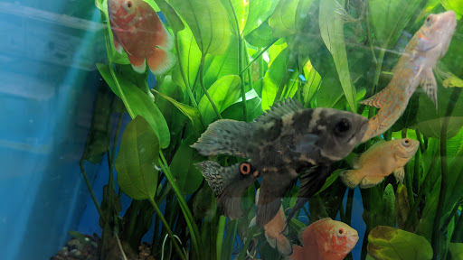 Pet Supply Store «Pet Supermarket», reviews and photos, 6701 E Independence Blvd, Charlotte, NC 28212, USA