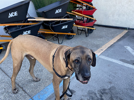 Hardware Store «Pittsburg Ace Hardware», reviews and photos, 125 E Leland Rd, Pittsburg, CA 94565, USA