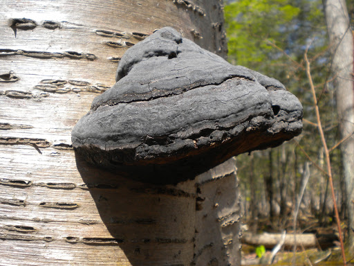 Nature Preserve «Bergen Swamp Preservation Society», reviews and photos, 6646 Hessenthaler Rd, Byron, NY 14422, USA