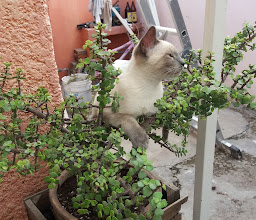 Las Canchitas Park photo