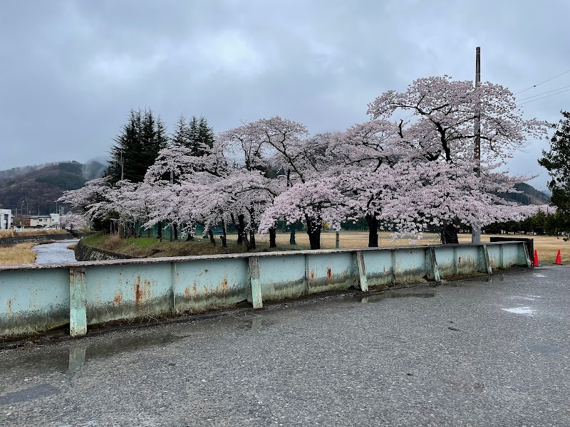 小川川の桜並木